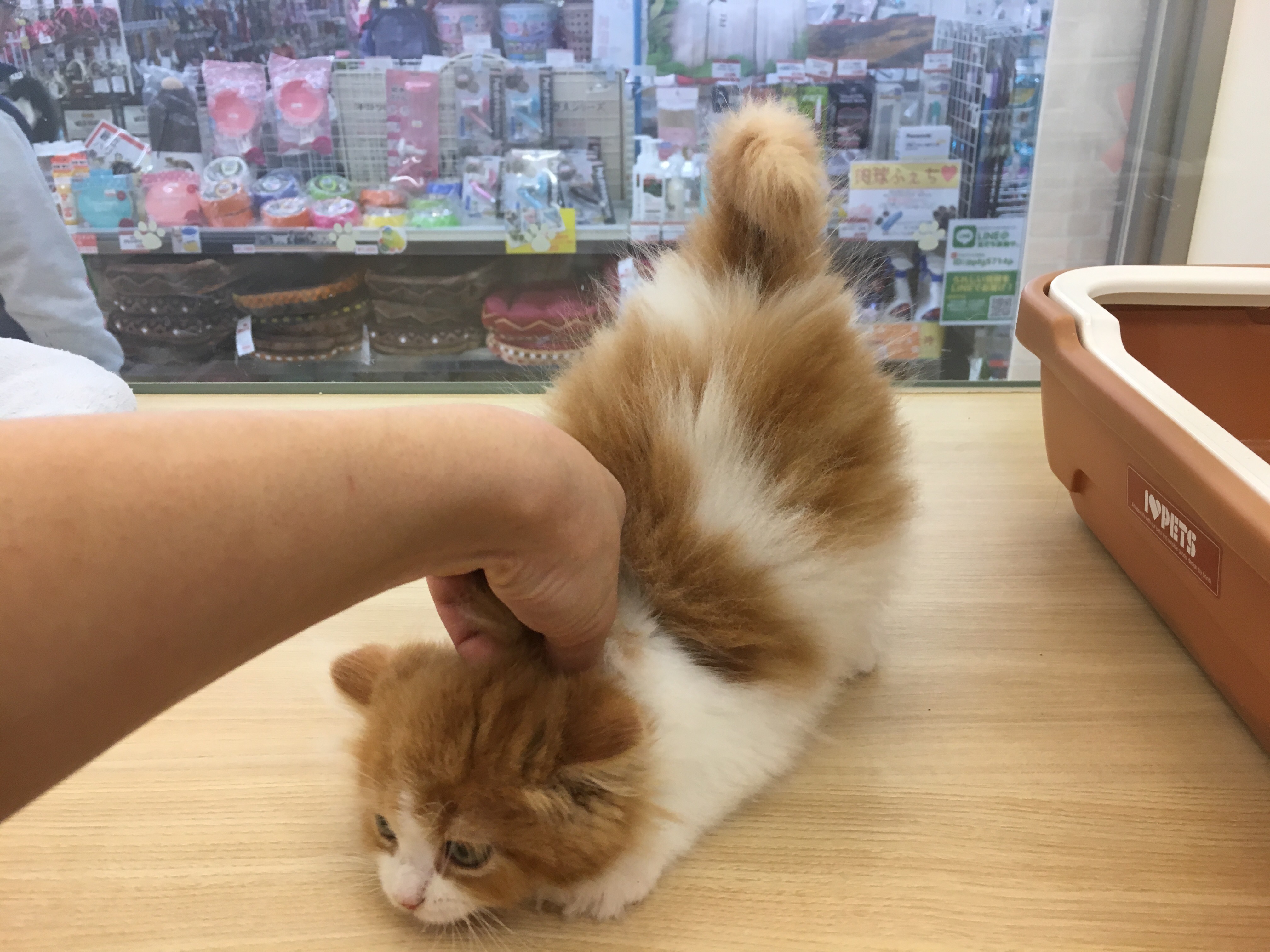 スコティッシュフォールド むにむに - マルワン大倉山店