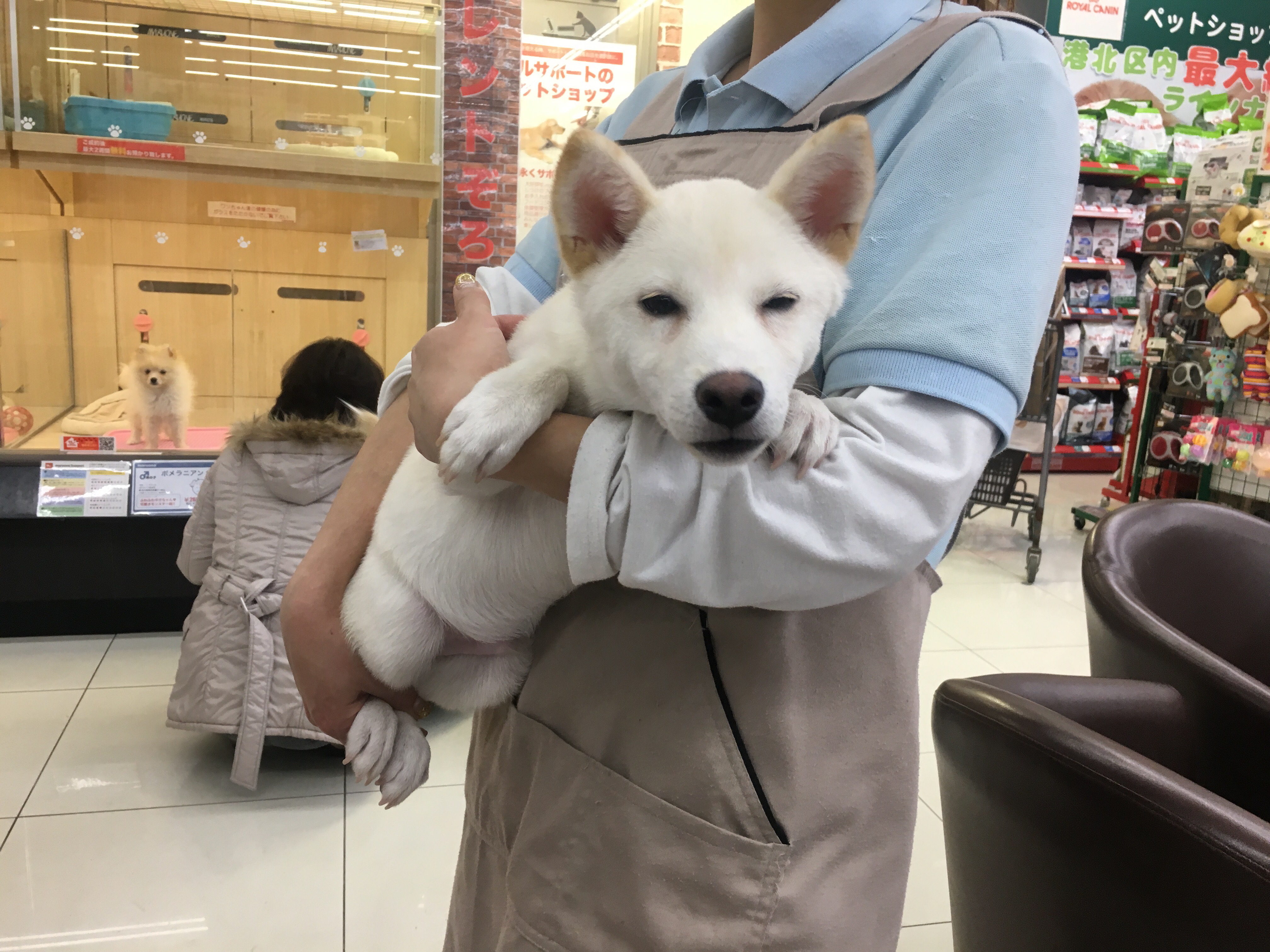 柴犬 白柴 - マルワン大倉山店