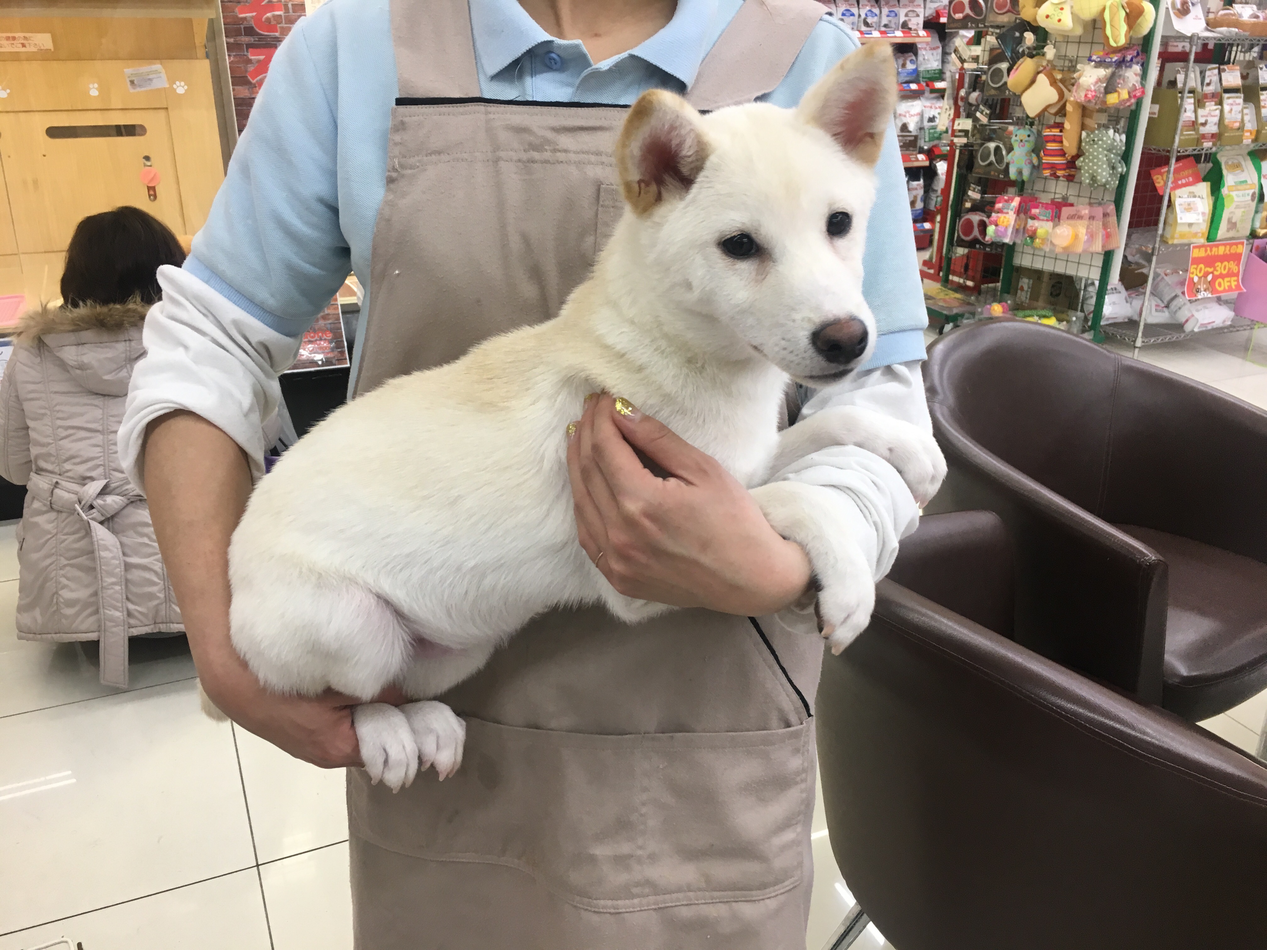 柴犬 白柴 - マルワン大倉山店