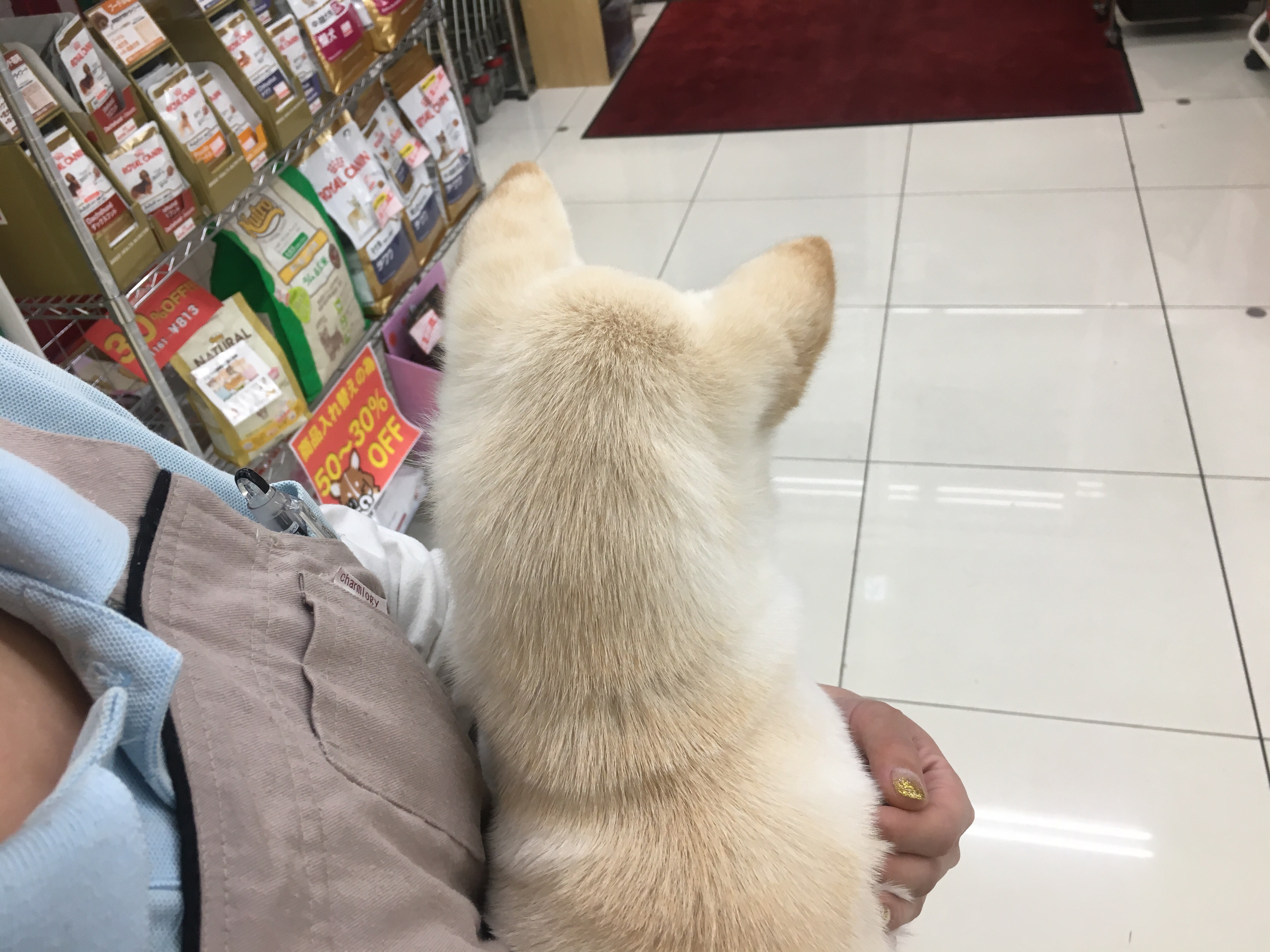 柴犬 白柴 - マルワン大倉山店