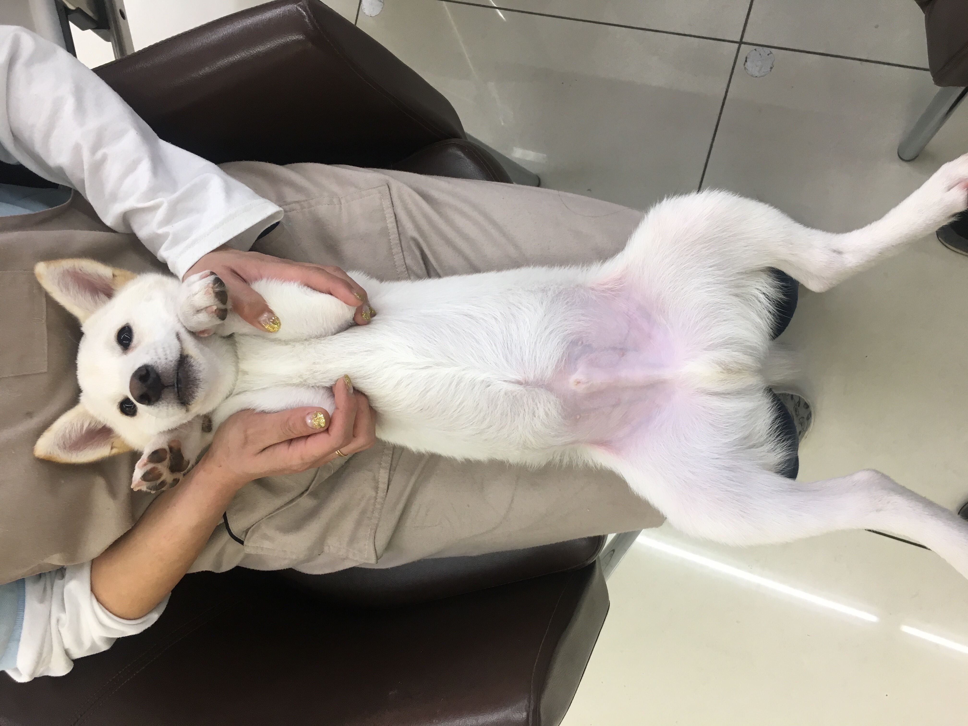 柴犬 白柴 - マルワン大倉山店