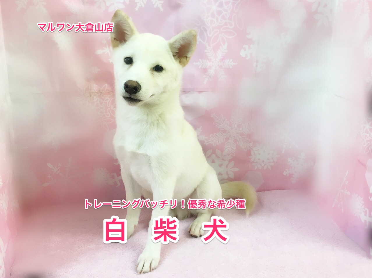 トレーニングばっちり！優秀な希少白柴くん♡