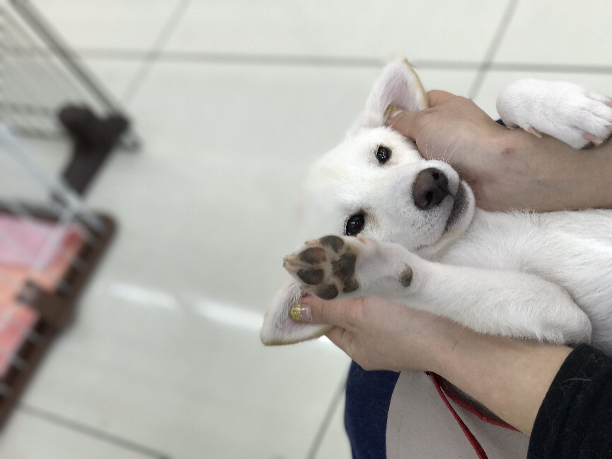 柴犬 白柴 - マルワン大倉山店