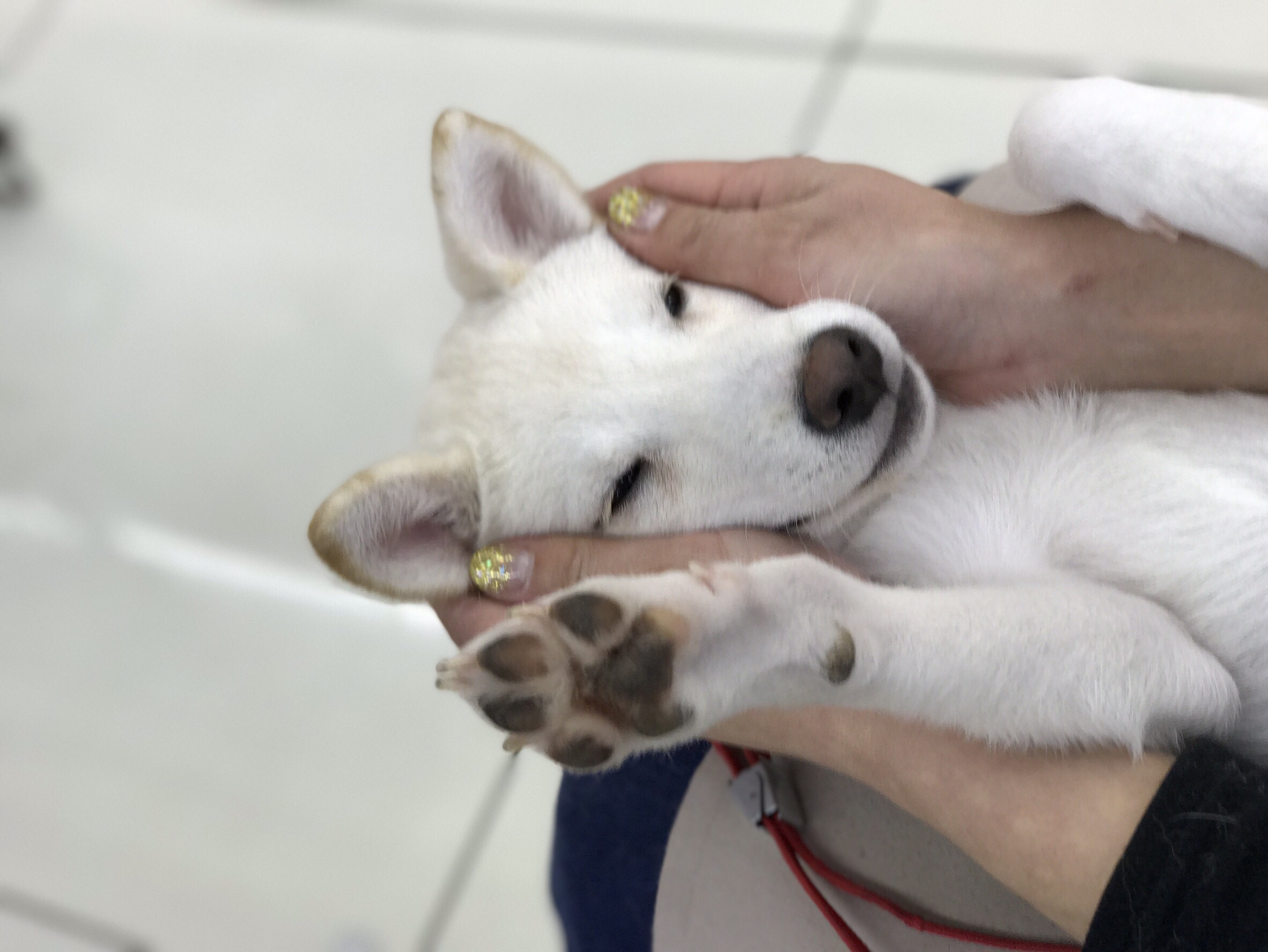 柴犬 白柴 - マルワン大倉山店