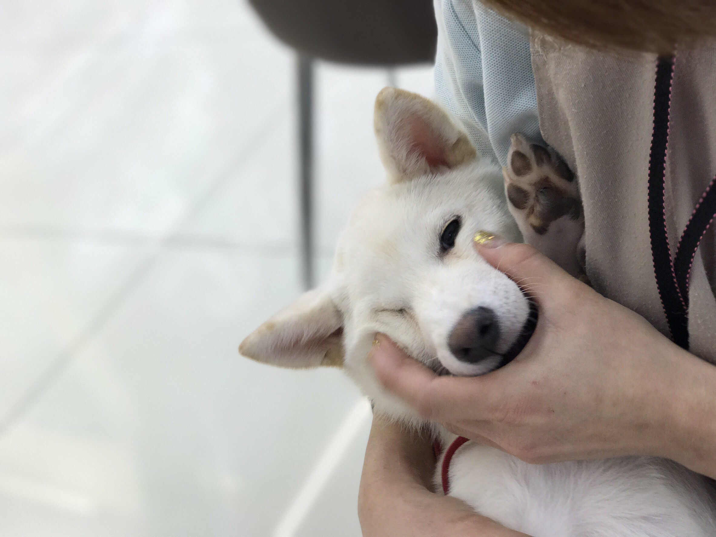 柴犬 白柴 - マルワン大倉山店