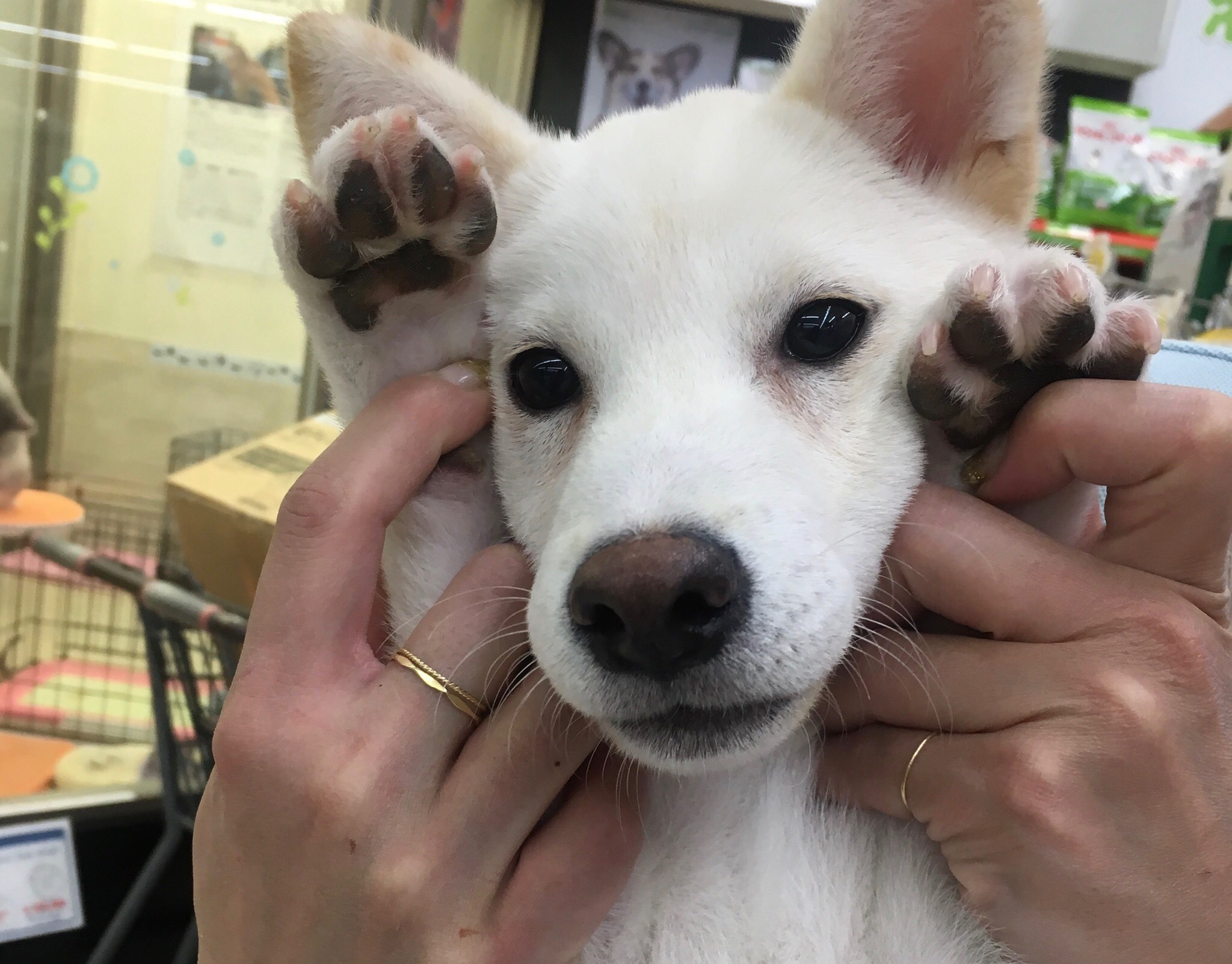 柴犬 白柴 - マルワン大倉山店
