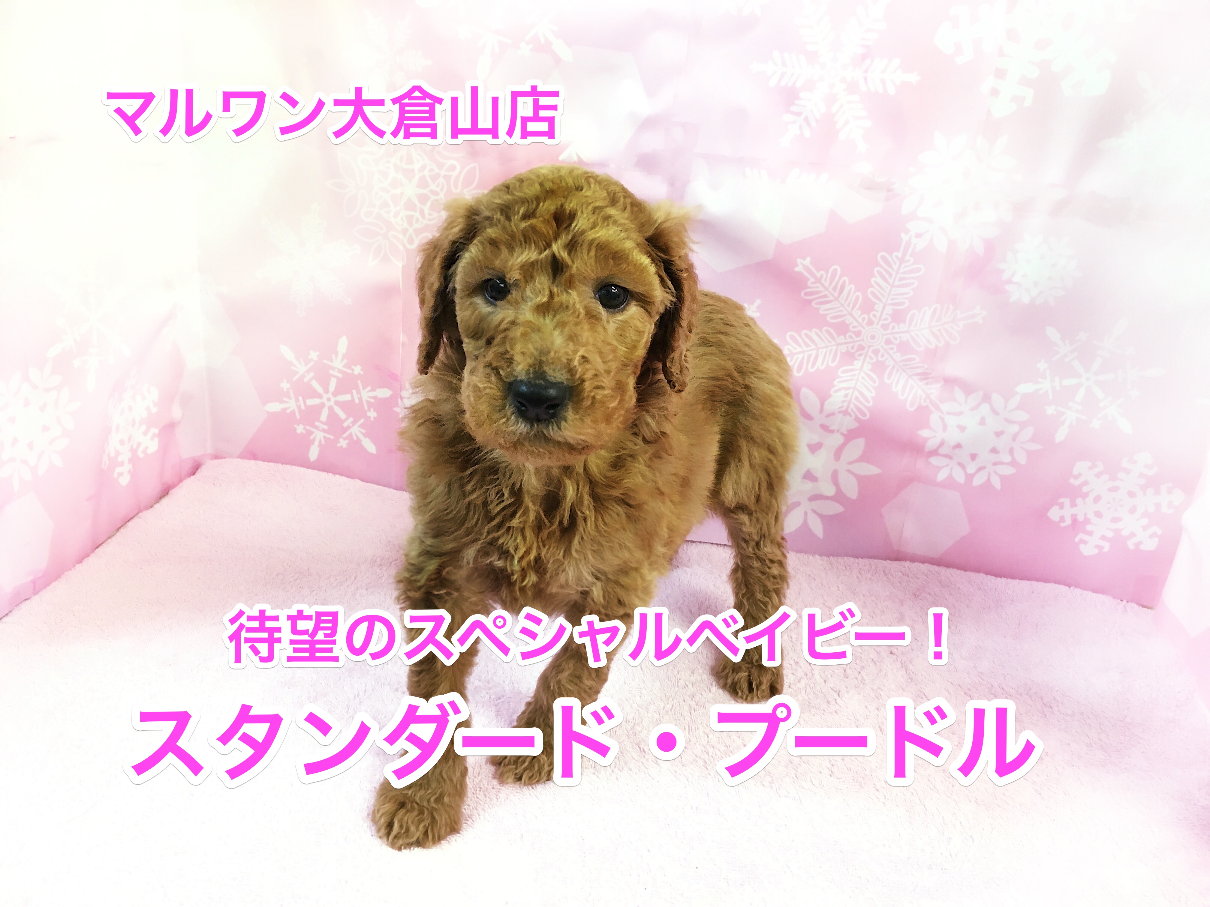 大倉山店No.6130537:夢の大型犬ライフ!待望のスタンダード・プードルちゃん
