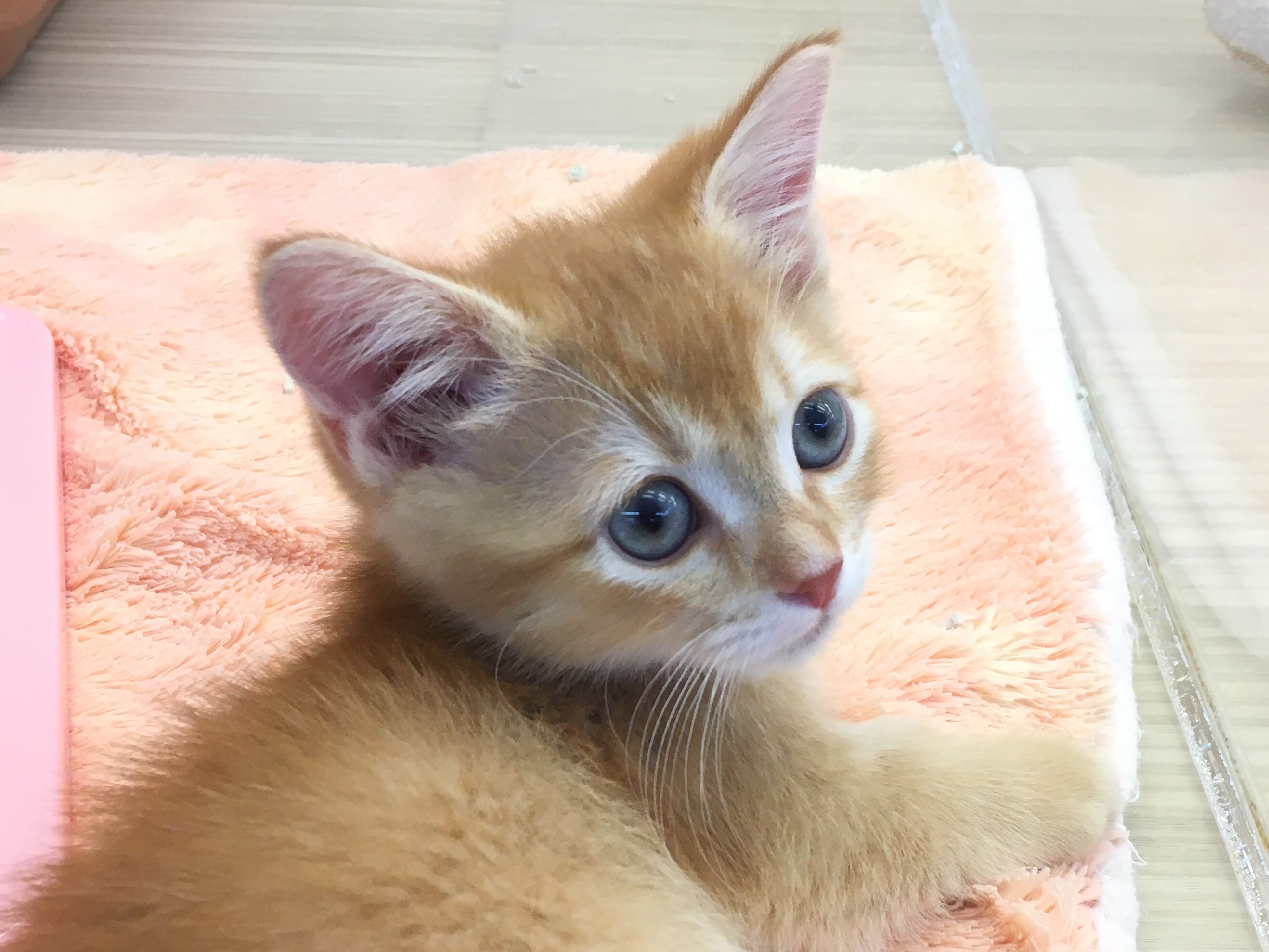 ルックスは美形！特徴的な瞳が魅力！ | マンチカン - マルワン大倉山店