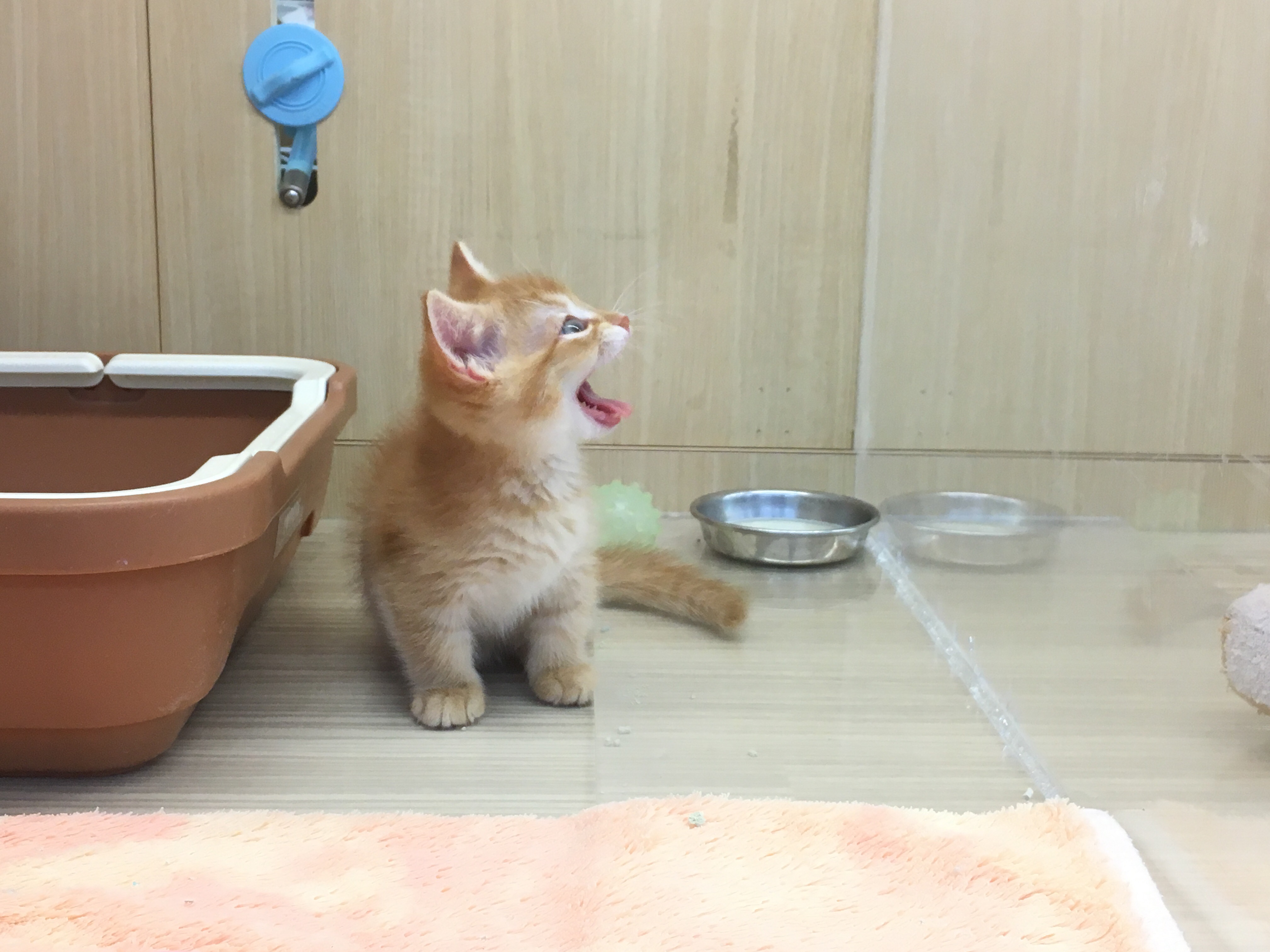 マンチカンくんの得意技【背筋ピン！】 | マンチカン - マルワン大倉山店