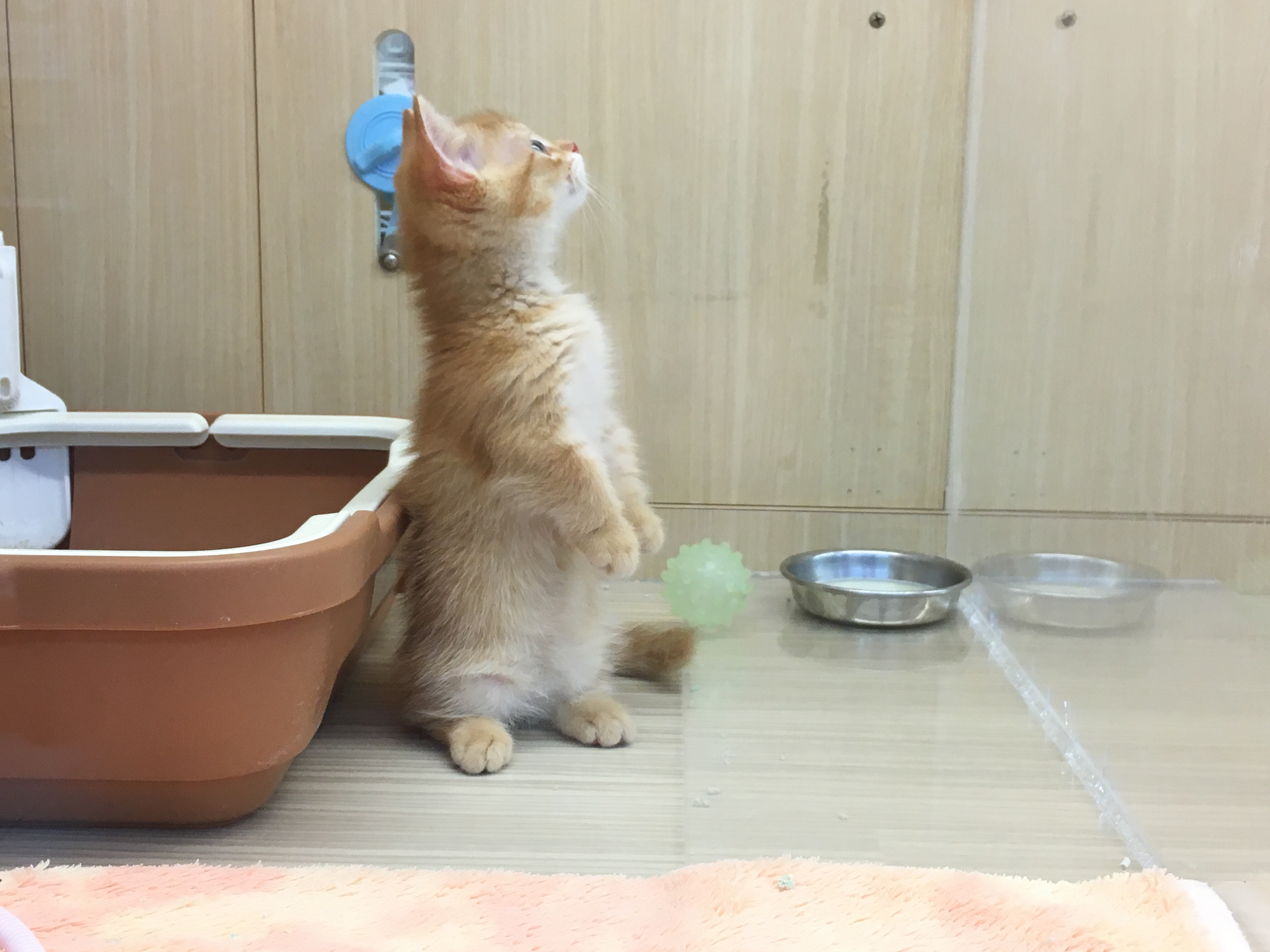 マンチカンくんの得意技【背筋ピン！】 | マンチカン - マルワン大倉山店