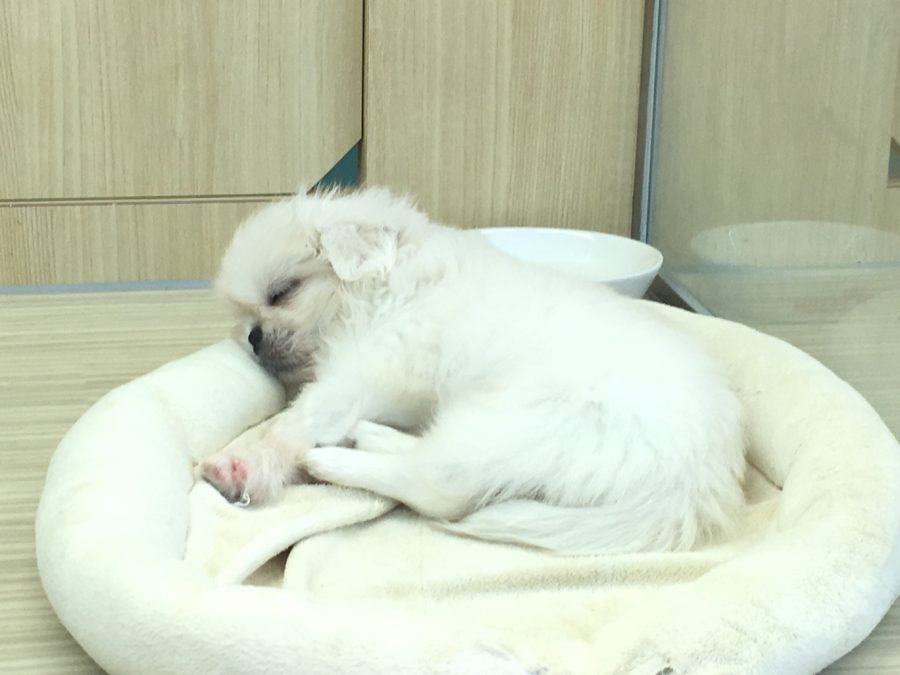 少ないお散歩量でもOK | ペキニーズ - マルワン大倉山店