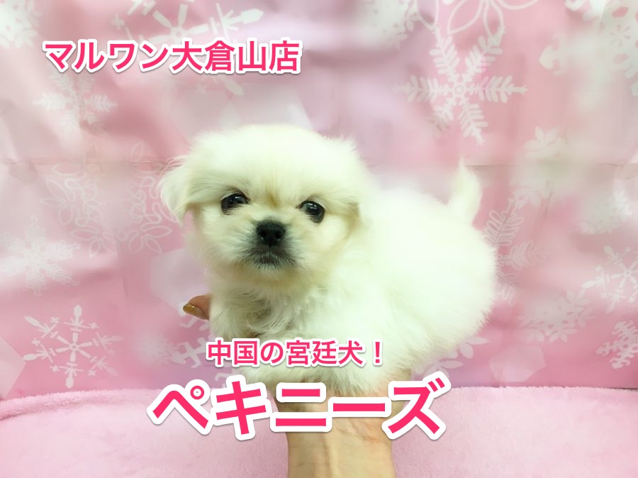 ペキニーズ参上!真っ白の魅力ボディーを解説!!【大倉山店No.6130539】