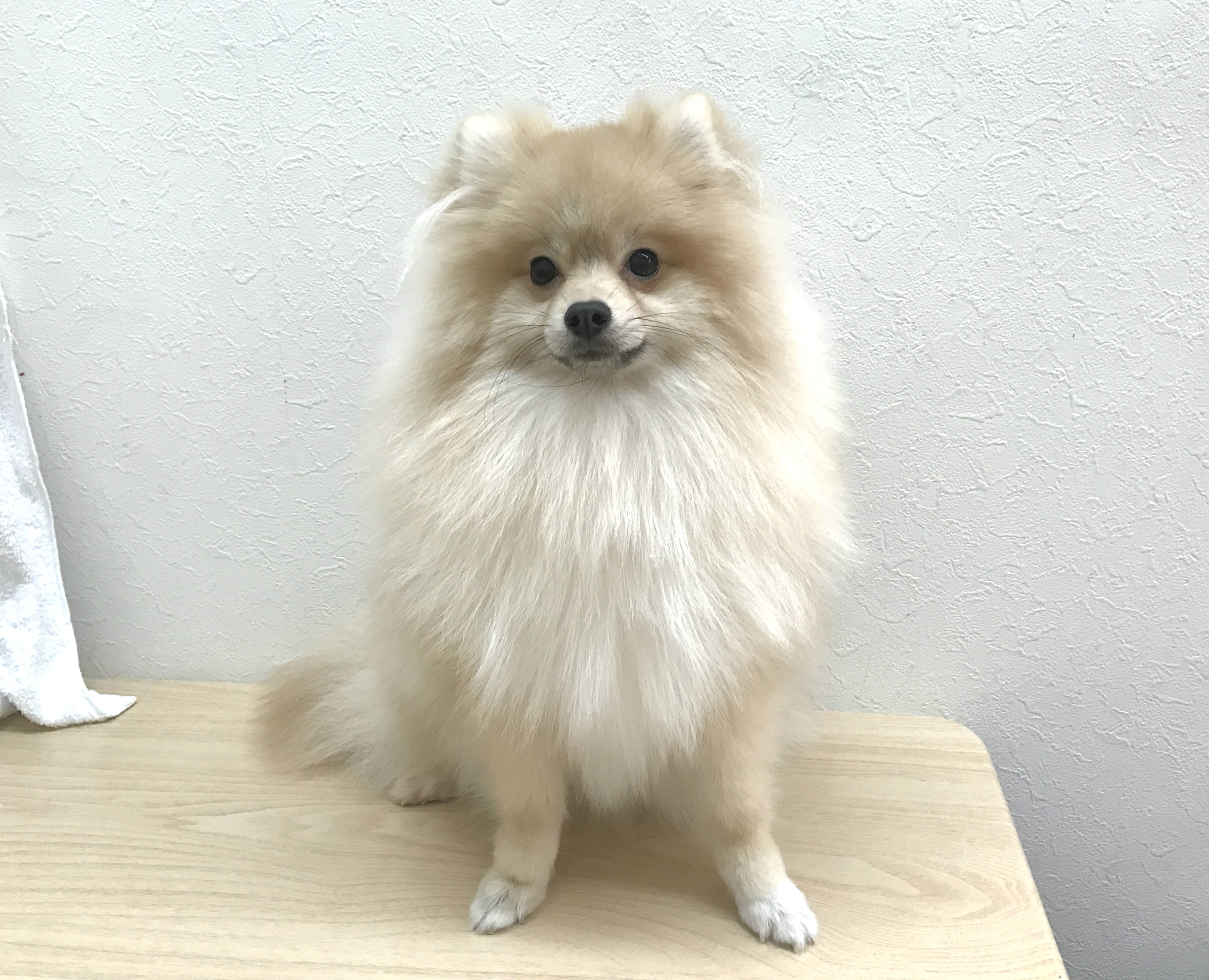 まさに劇的！！ビフォーアフター | ポメラニアン - マルワン志村坂下店