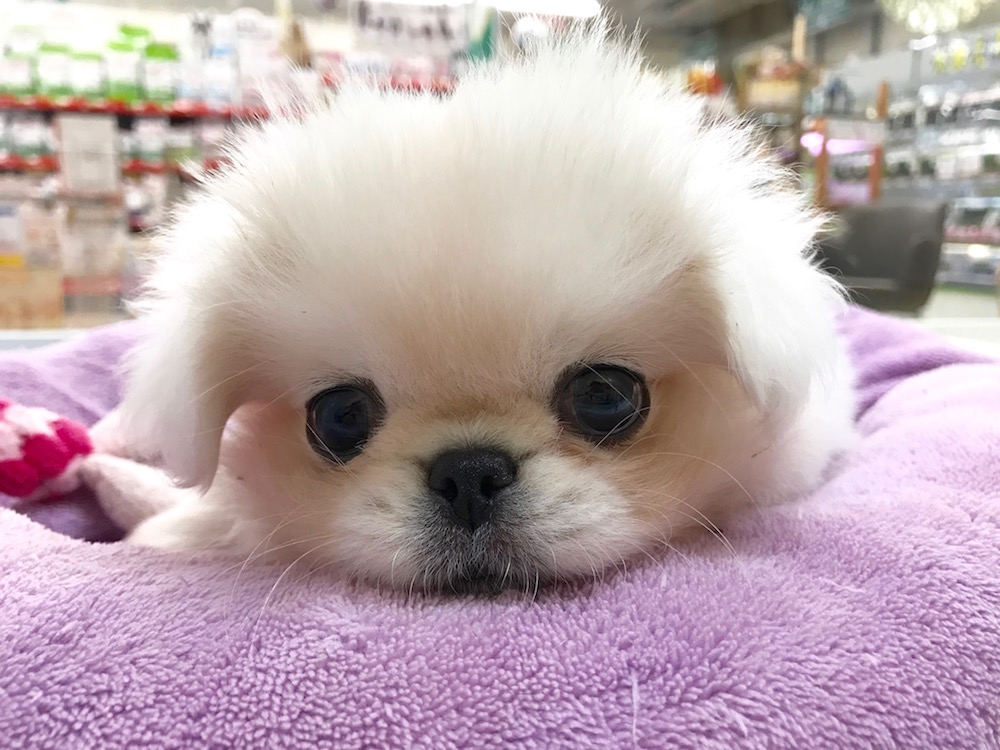 チャームポイントのペチャ顔 | ペギニーズ - マルワン相模大塚店