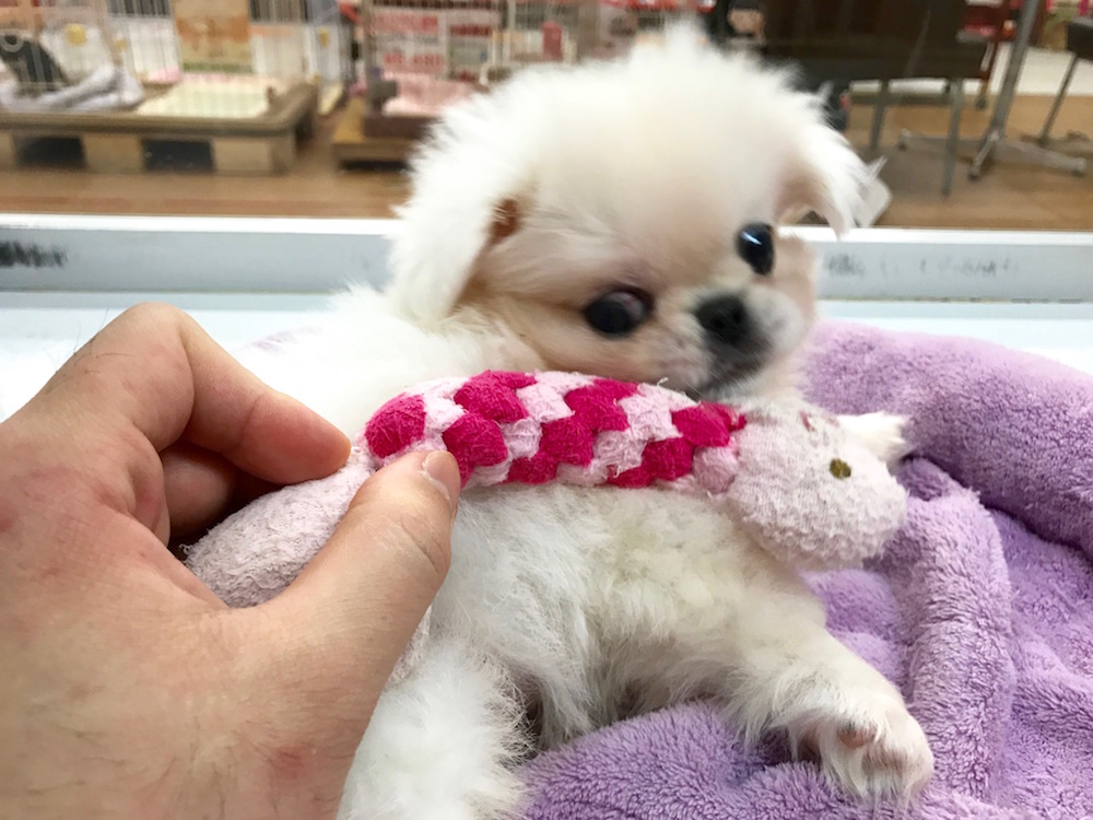 ゴロ～ンとさせてお腹をナデナデ | ペギニーズ - マルワン相模大塚店