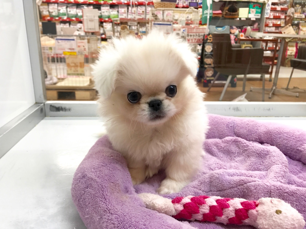 お顔がブレちゃいました | ペギニーズ - マルワン相模大塚店