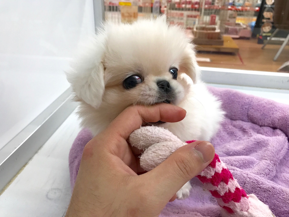 テンション上がりすぎ | ペギニーズ - マルワン相模大塚店
