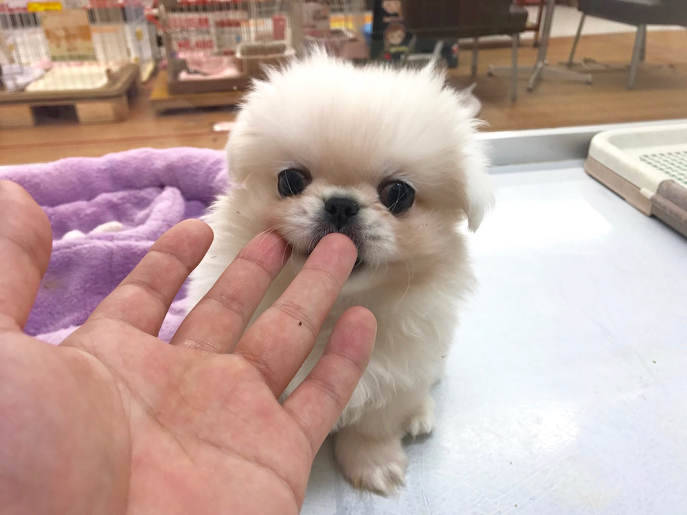 ペキニーズくんとふれあいタイム | ペギニーズ - マルワン相模大塚店