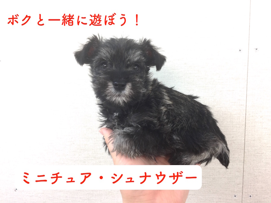 【ミニチュアシュナウザー】グレーとホワイトのコントラストが美しいテリア種の代表格！：今宿店オススメベイビーNo.120036