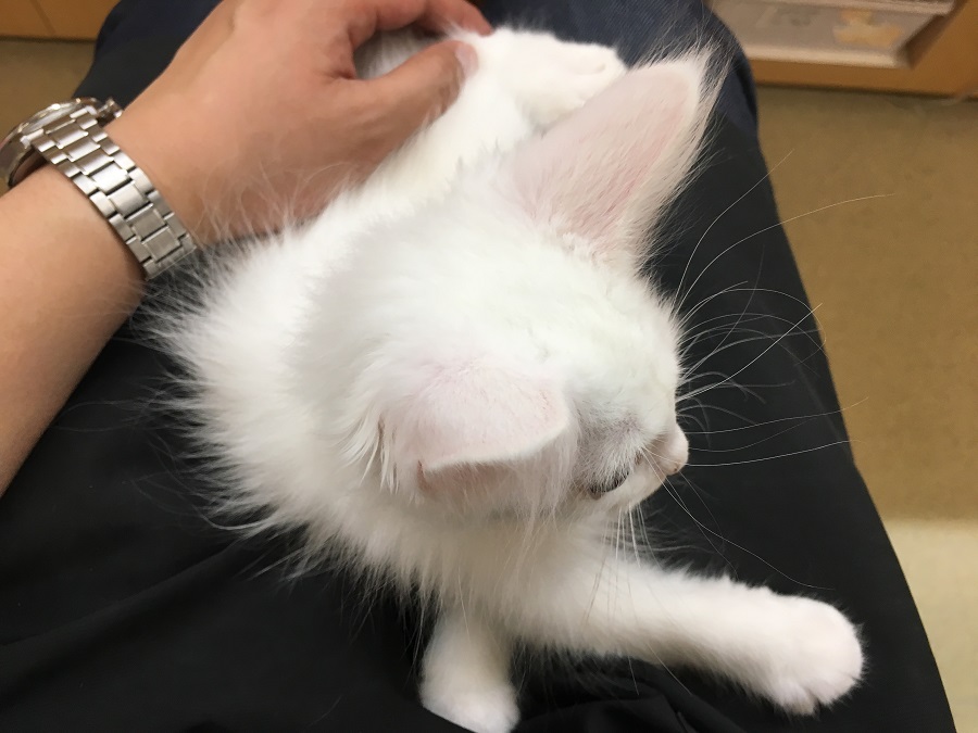 寝落ち5秒前 メインクーン - ペッツワン城山店