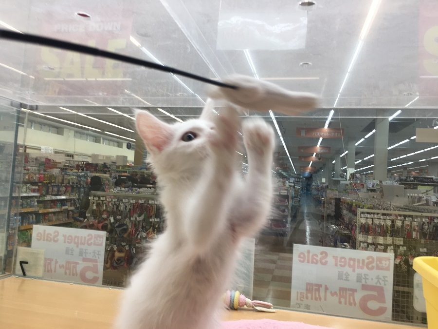 この子の遊ぶ姿をウォッチング2 メインクーン - ペッツワン城山店
