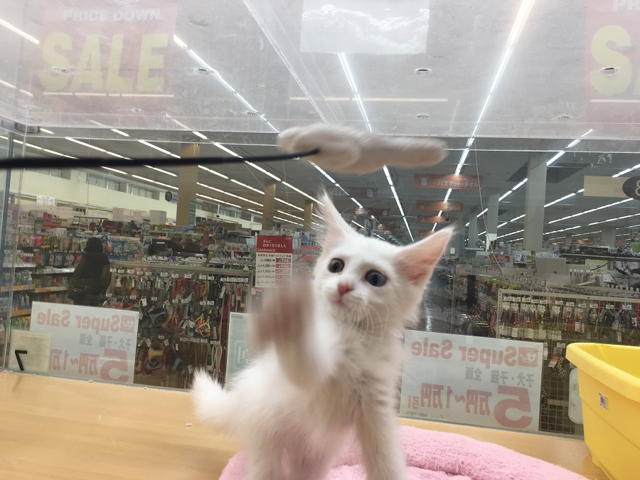 この子の遊ぶ姿をウォッチング1 メインクーン - ペッツワン城山店