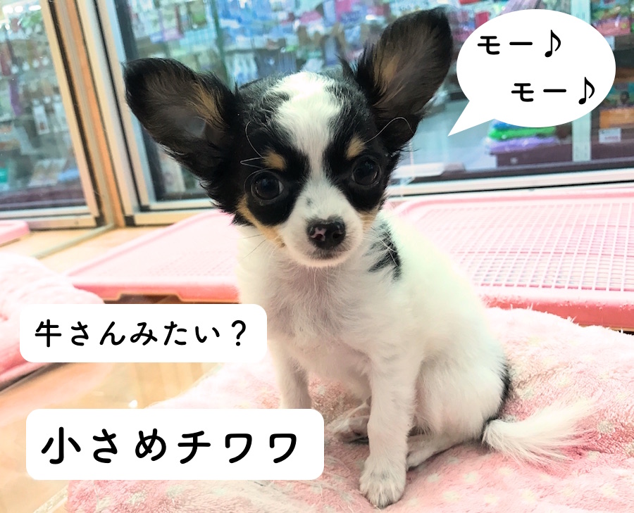 チワワくん入店！牛さんみたい！？モーモー系の登場！【鎌ヶ谷店オススメベイビーNo.117079】