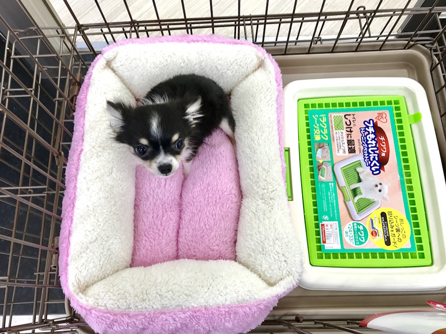 726ｇ（3/8現在）のチワワちゃん - マルワン本羽田店