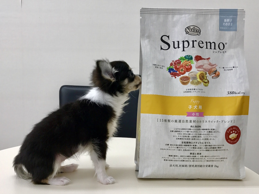 ごはんだって食べる量は少量 チワワ - マルワン本羽田店