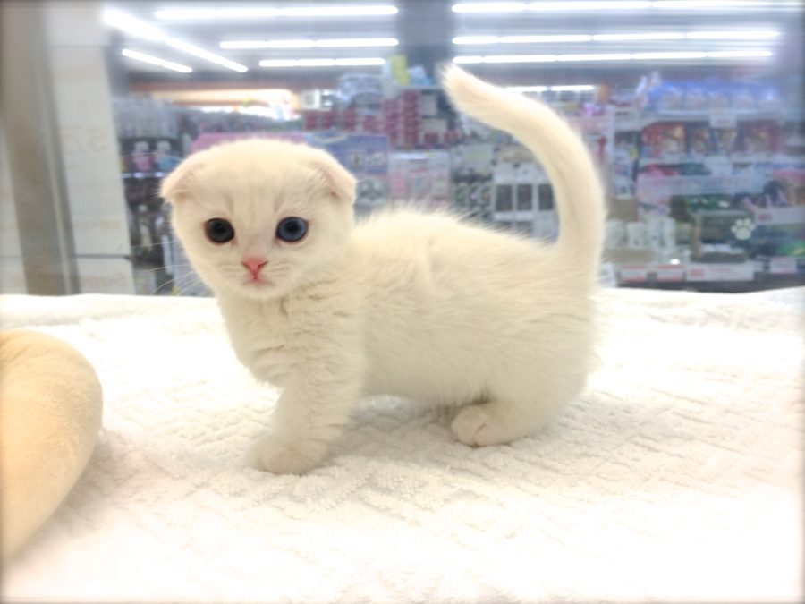マンチカン ホワイト　大福くん