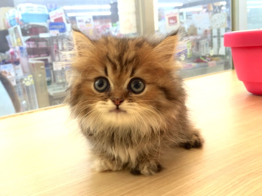 マンチカン シェーデッドゴールデン(長毛)　ベルちゃん