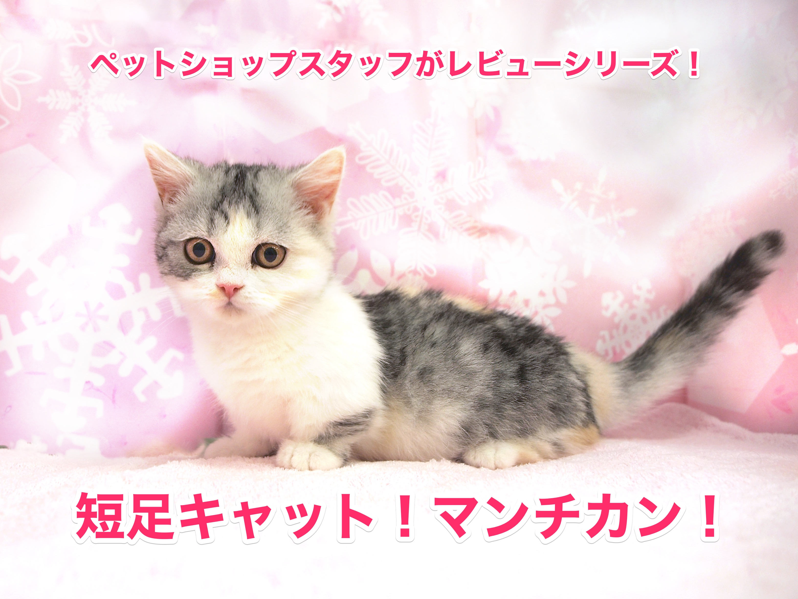 【マンチカン特集！】日本を魅了する短足キャットをペットショップスタッフがレビュー!!