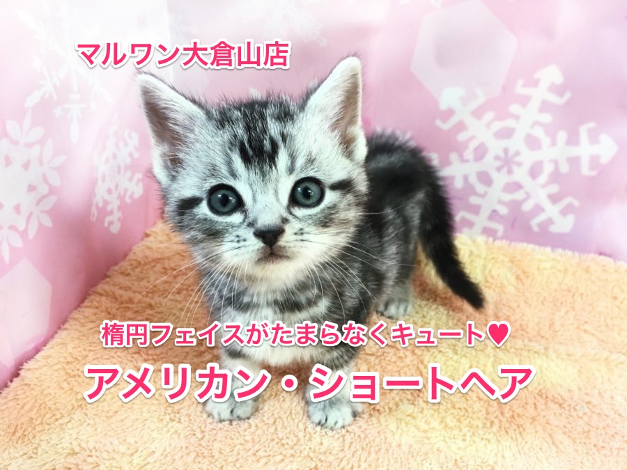 アメリカンショートヘアが待望がやってきた！美しいクラシックタビー模様は必見！【大倉山店No.6130538】
