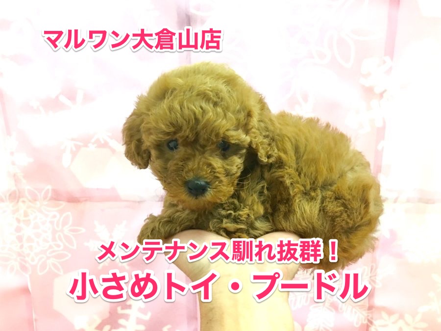 【トイ・プードル】メンテナンス馴れ抜群のおりこうトイプー♥：大倉山店No.6130540