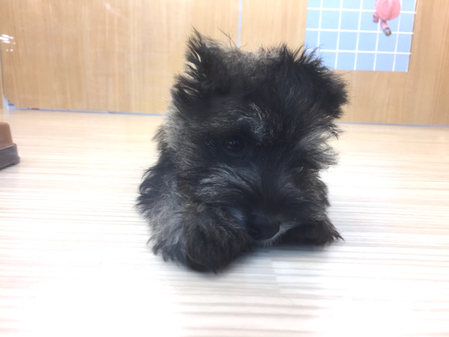 積極的に他のワンちゃんとの交流を ミニチュア・シュナウザー - マルワン今宿店