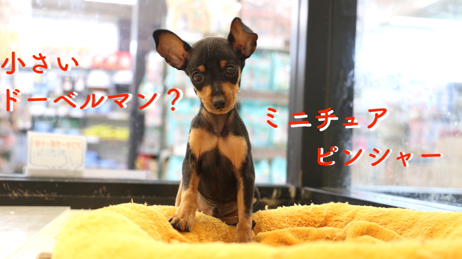 【ミニチュアピンシャー】元気いっぱいのちっちゃいドーベルマン？登場！：梅島店オススメベイビーNo.119047
