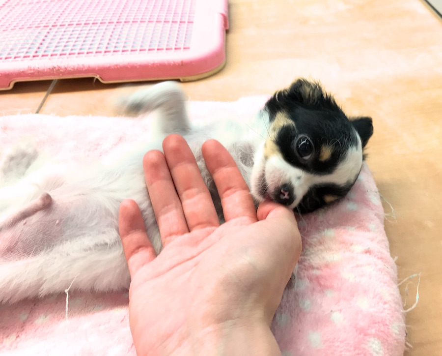 とってものんびり屋さんでマイペース チワワ - マルワン鎌ヶ谷店