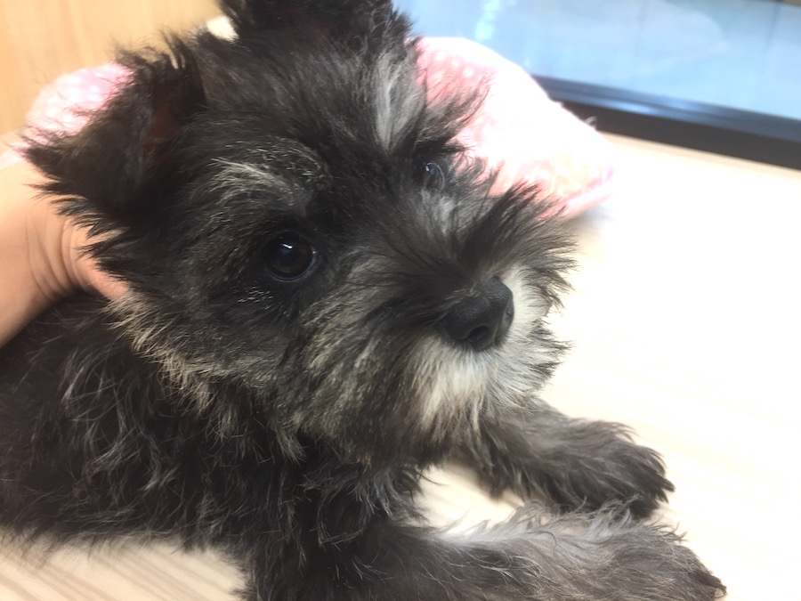 室内飼いに最適な犬種 ミニチュア・シュナウザー - マルワン今宿店