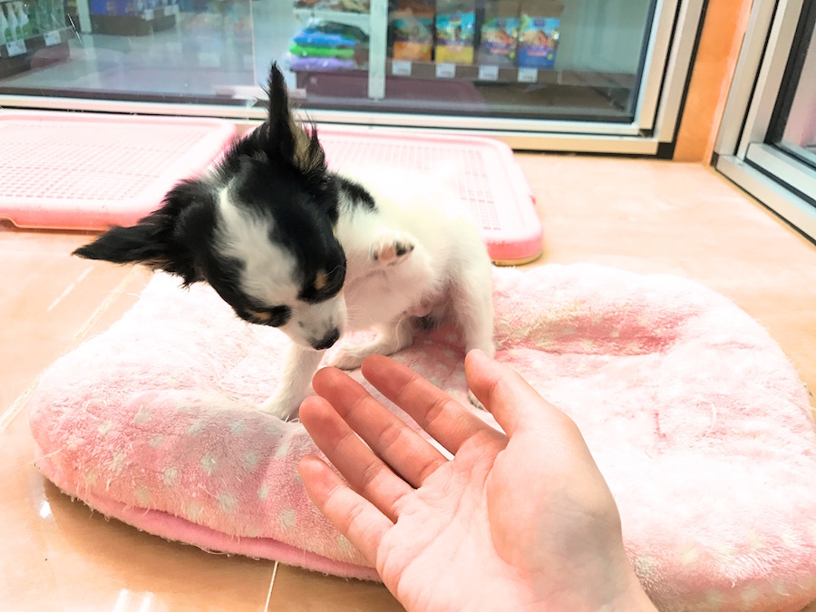 飼い易さは鎌ケ谷店お墨付き チワワ - マルワン鎌ヶ谷店