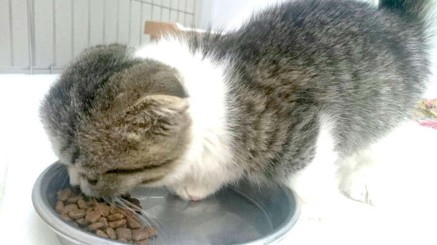 毎日キレイに完食 | マンチカン - マルワン東日暮里店