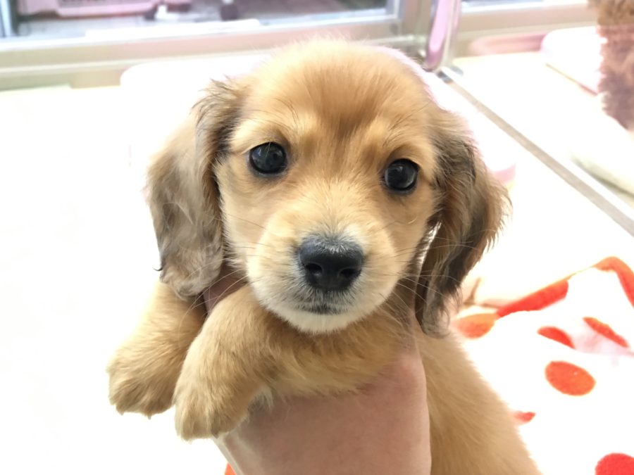 正面からのお顔 ミニチュア・ダックスフント - マルワン大倉山店