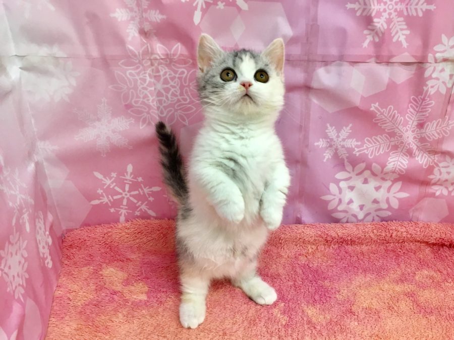 マンチ座り−可愛い座り方は必見！ここをポイントにマンチカンを選ぶ方も多い！