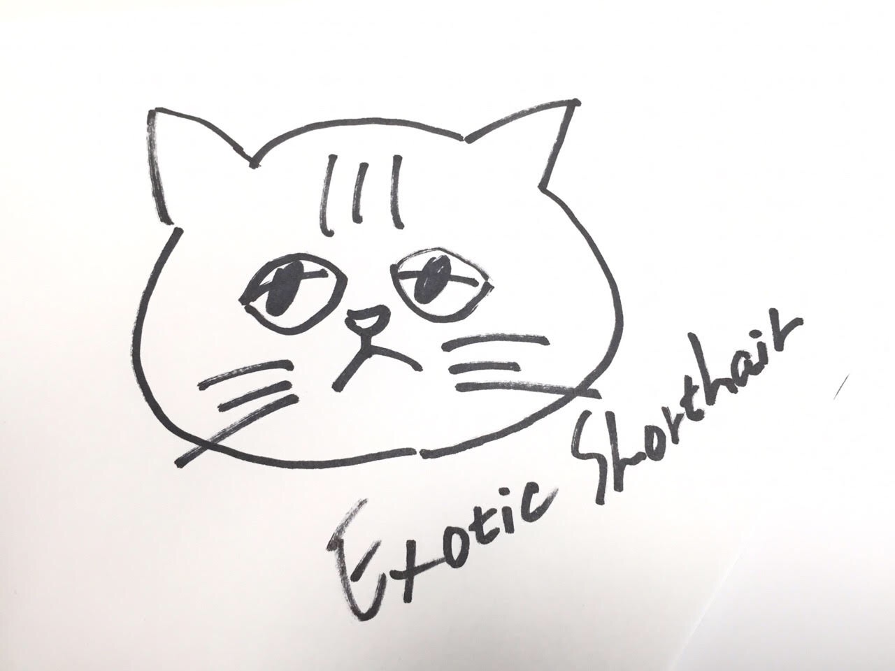 お絵かき エキゾチックショートヘア - マルワン港北NT店