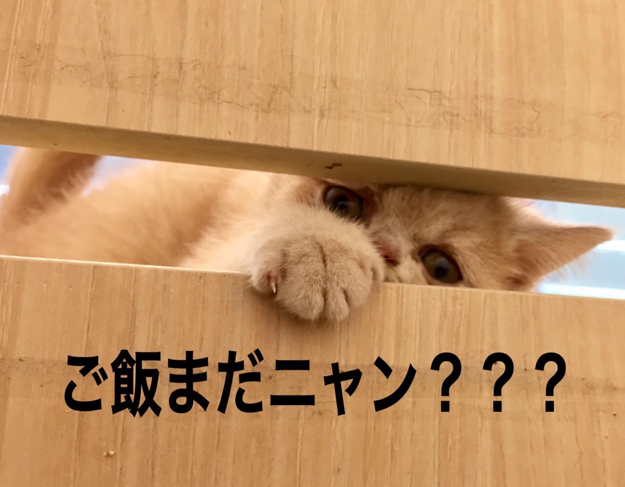 エキゾチックショートヘア - マルワン港北NT店