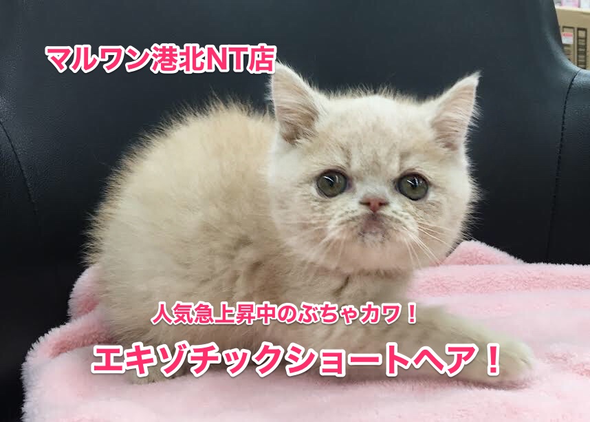 【エキゾチックショートヘア】2017年注目度No.1のネコちゃんがやってきた！：港北NT店No.311686