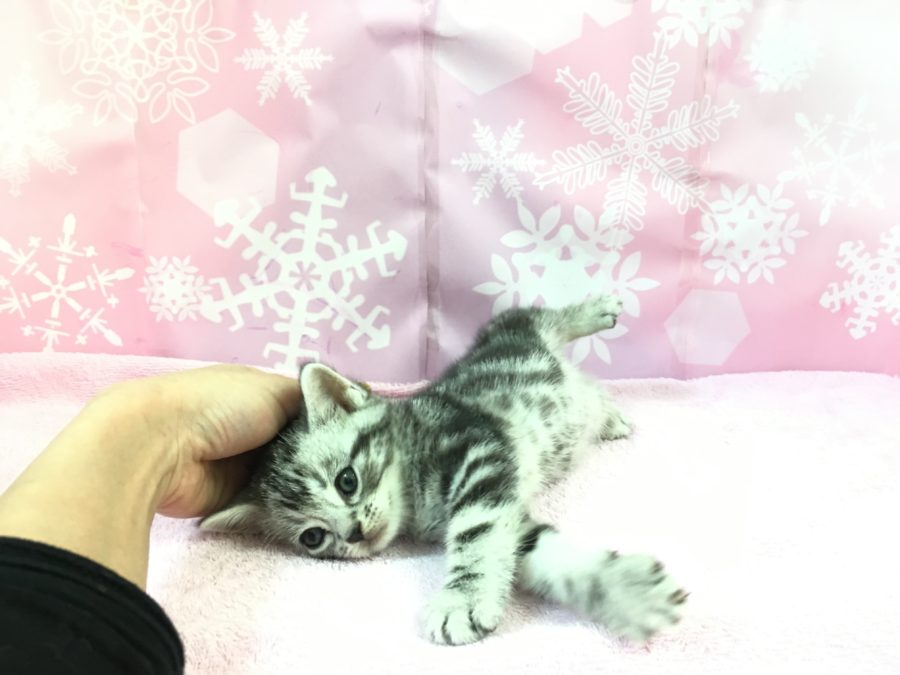 寝る | アメリカンショートヘア - マルワン大倉山店