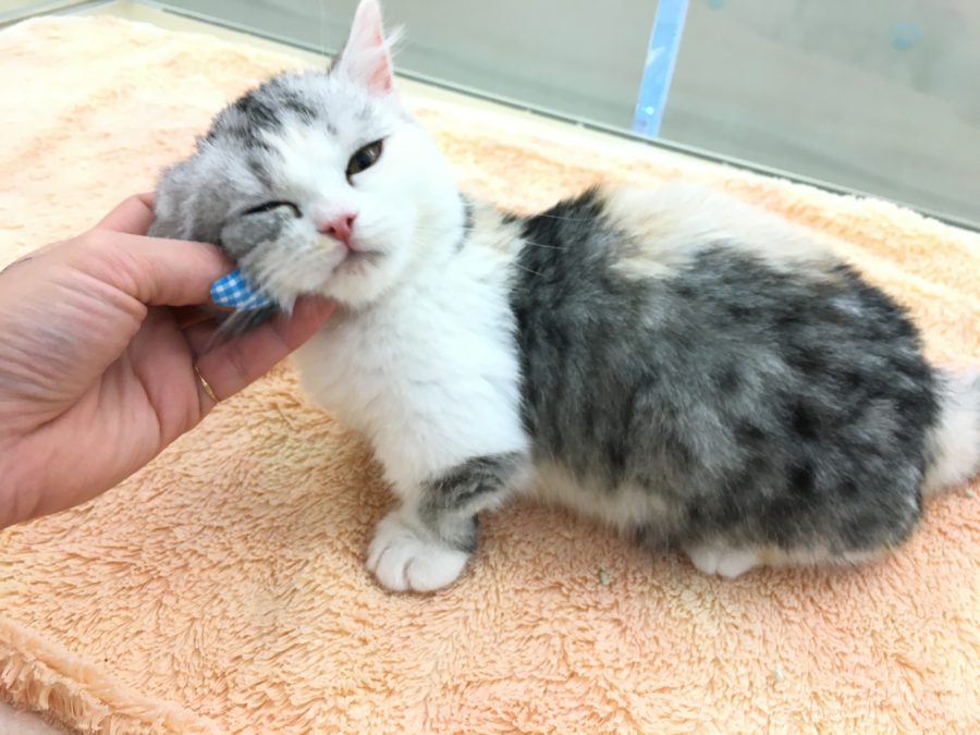 マンチカンは特有の好奇心旺盛な性格で社交的な性格の持ち主