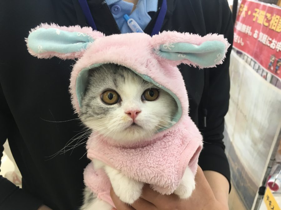 マンチカンちゃんのオフショット