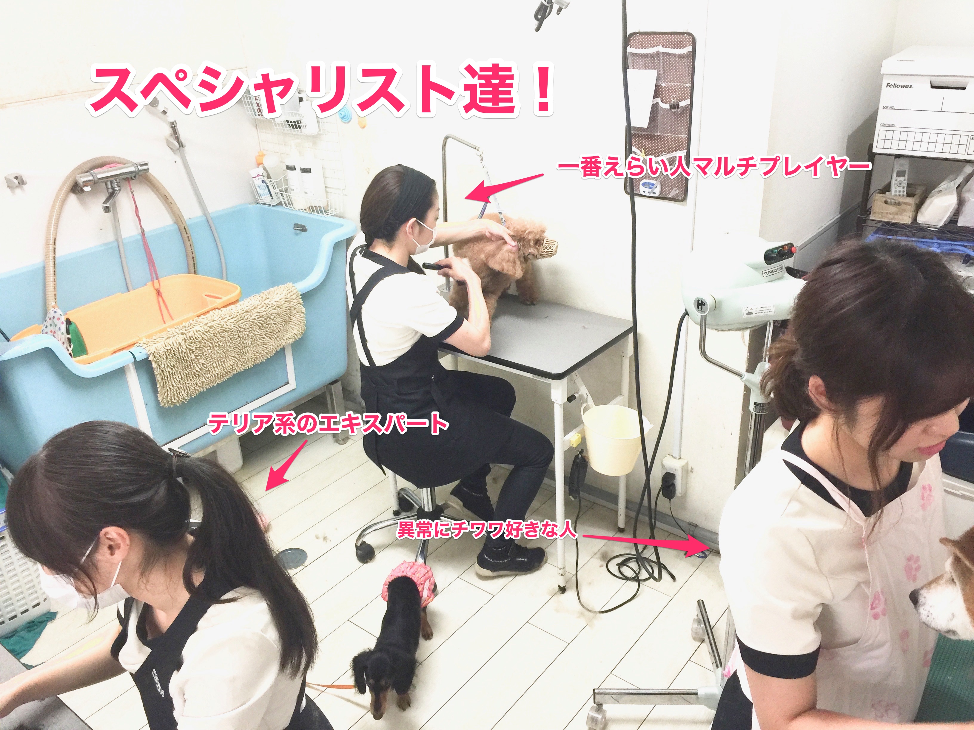 マルワン白楽店はトリミング施設も充実 | トイ・プードル - マルワン白楽店
