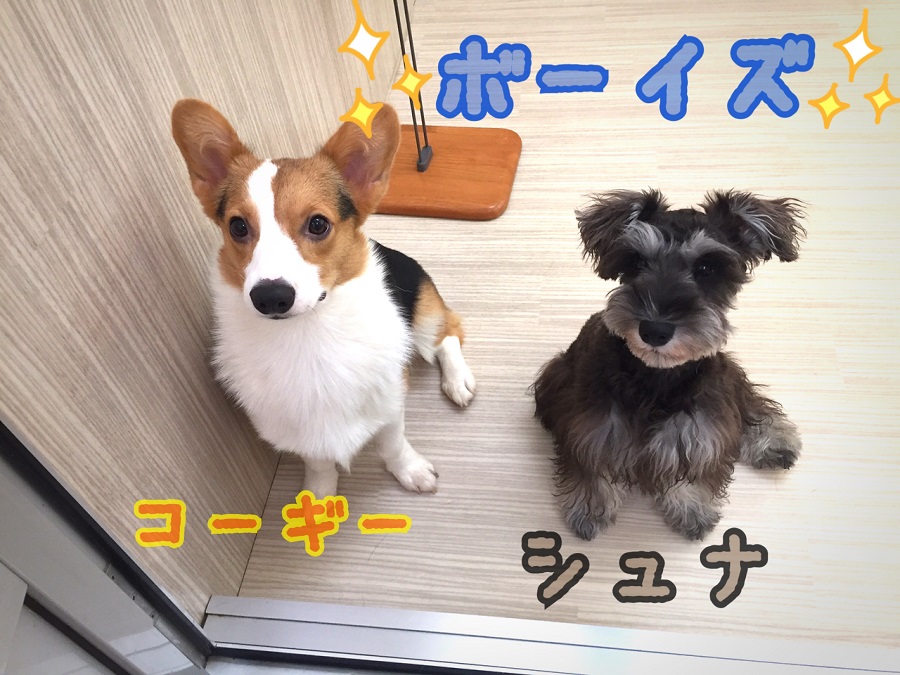 多頭飼いをお考えの方にもオススメ ウェルシュ・コーギー・ペンブローク - マルワン志村坂下店